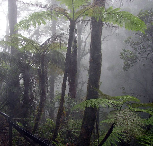 Cloud forest Cloud forest