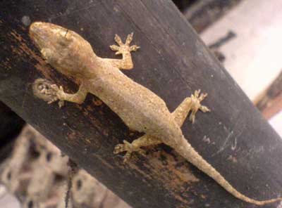 Gecko DSC00867 Gecko on house post