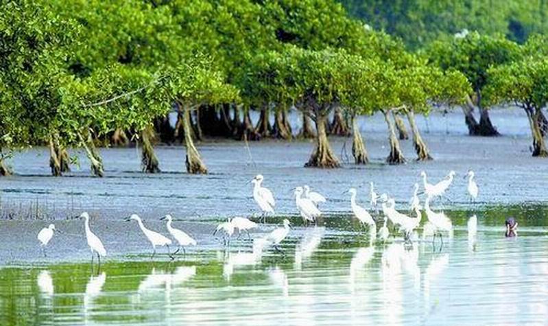 Mangrove forest Tropical mangrove forest