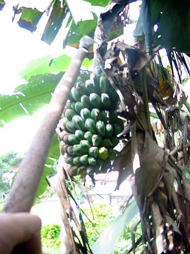 banana 6 banana 6