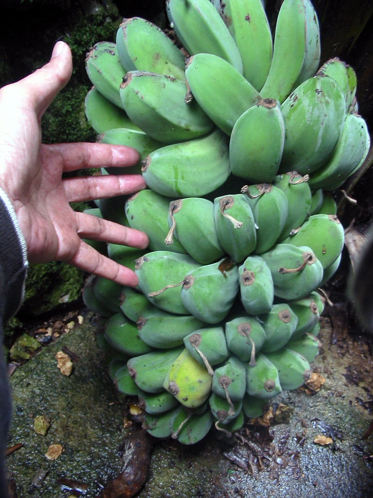 banana 8 banana 8