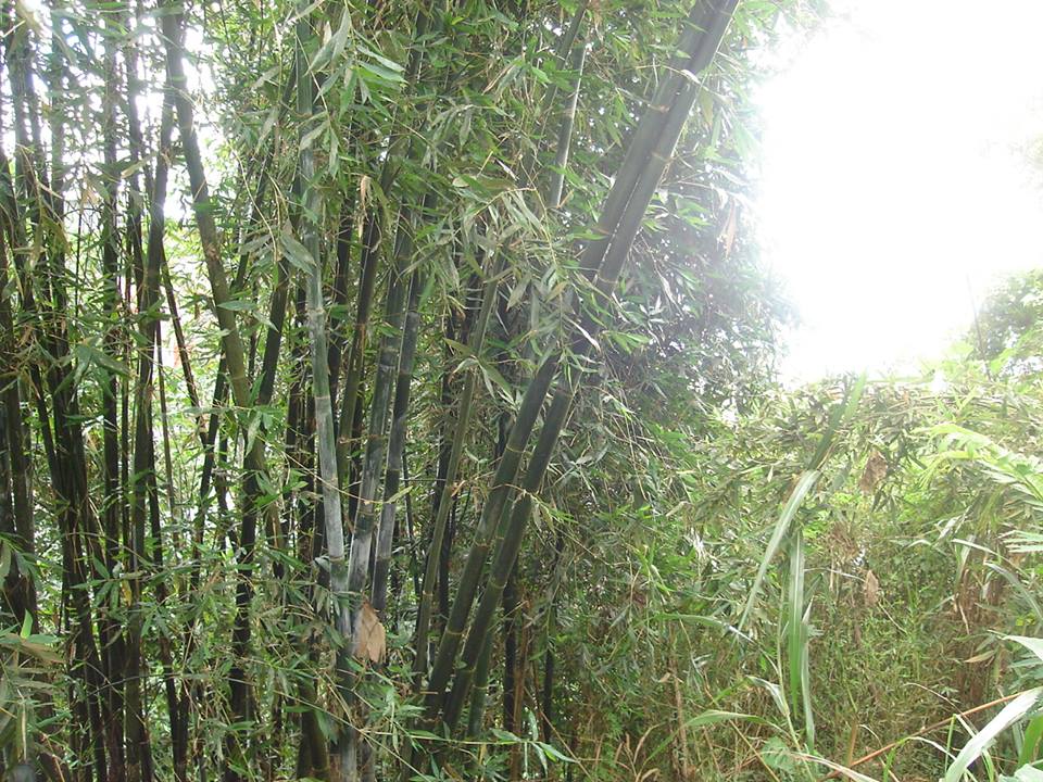 bamboo grove bamboo grove