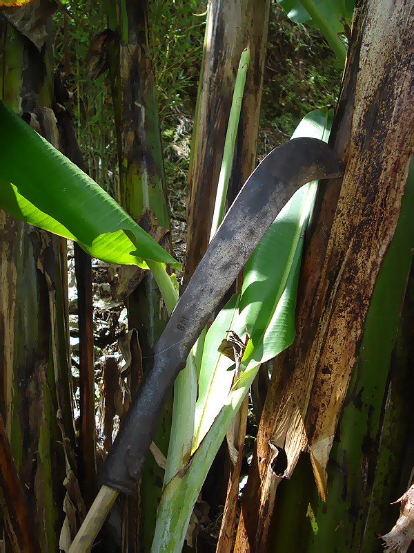 banana heart 2 banana heart 2
