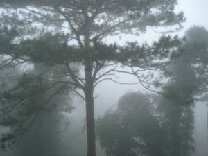Pine groves of Baguio City Pine groves of Baguio City