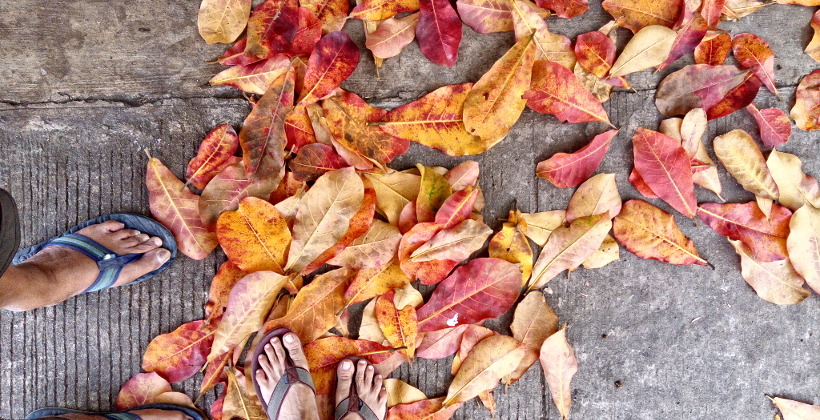 IraiaImg-brownleaves1