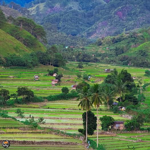 Aerial shot of Paoay fields in Bangilo (Malibcong, Abra).